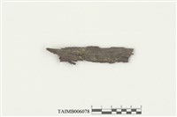 藏品(唇鱗蘚屬)的圖片